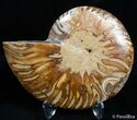 Inch Polished Madagascar Ammonite (Half) #2389-1